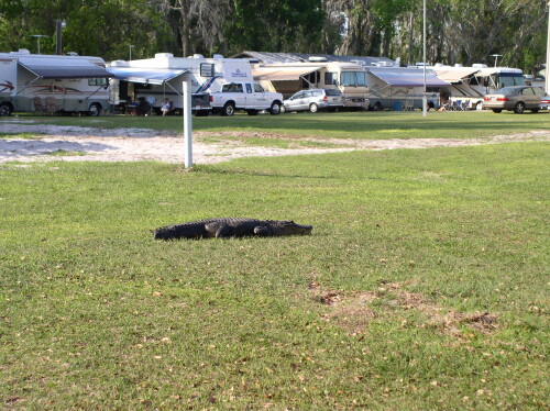 Gator-004.jpg