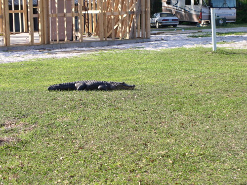 Alligator in Cabin 4 on a Canoe Trip weekend.
Sower Volunteers / Gator Trapper