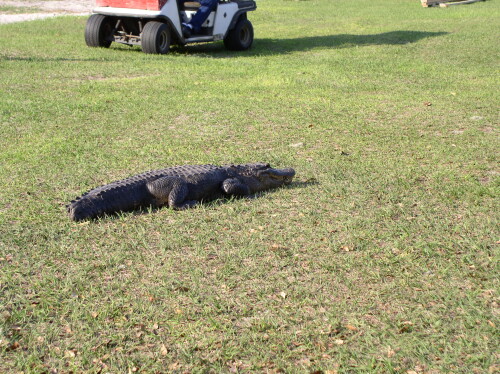 Gator-007.jpg