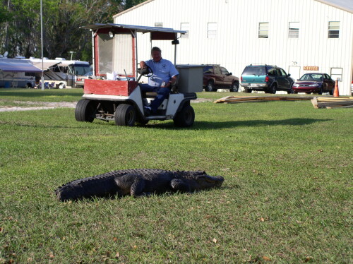 Gator-008.jpg