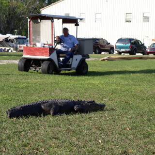 Gator-008