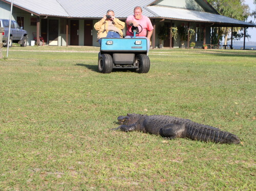 Gator-009.jpg