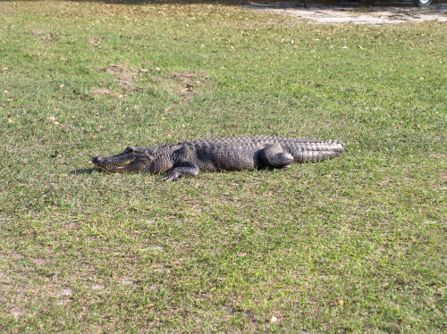 Gator 011