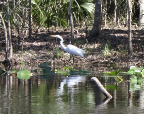 Egret01.jpg