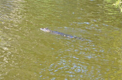 2018 07 12 Thursday (187)